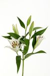 百合花
