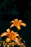 百合花