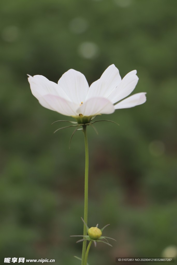 花 波斯菊