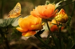 蝶恋花