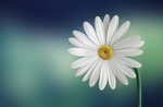 波斯菊