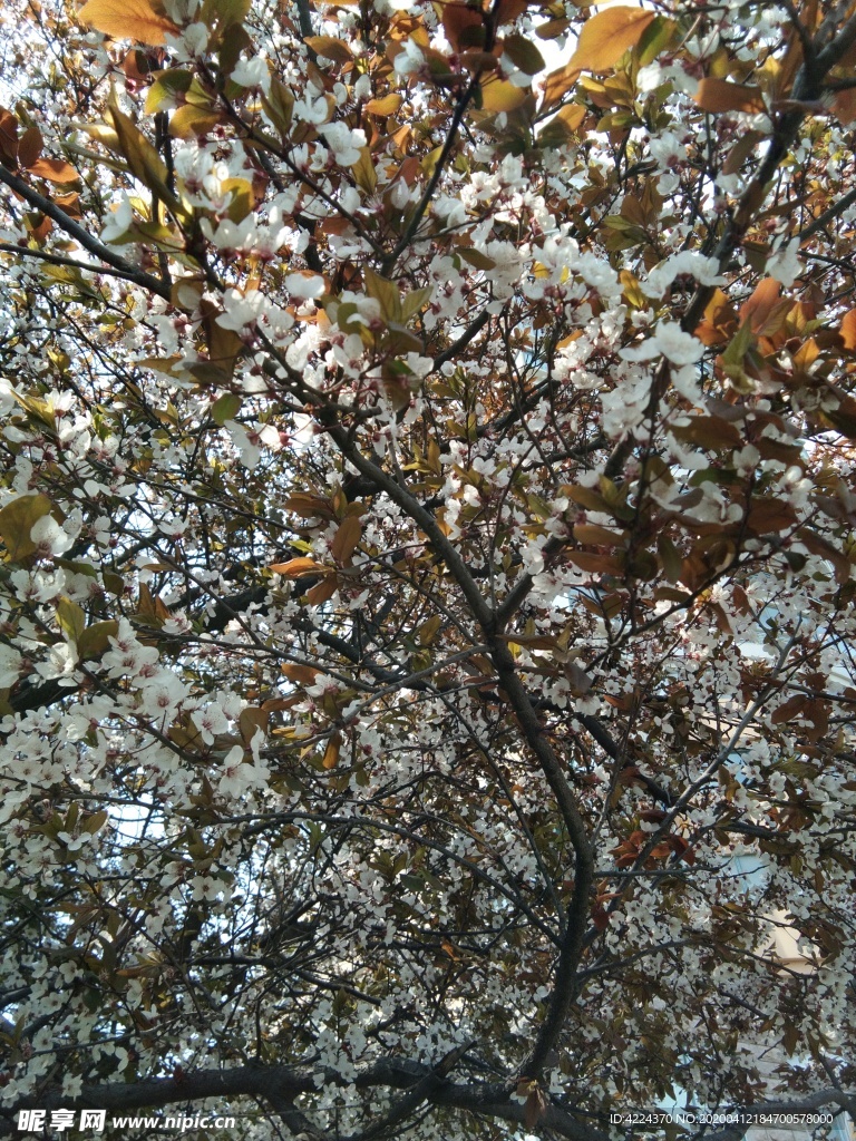 紫叶李