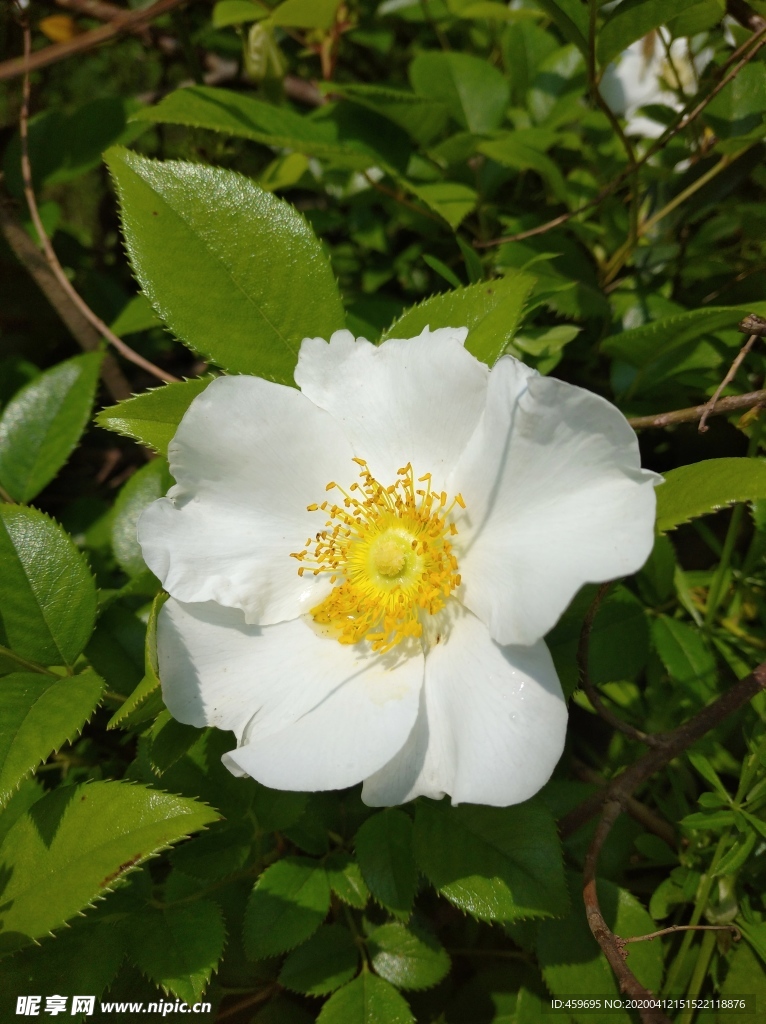 白色的野蔷薇