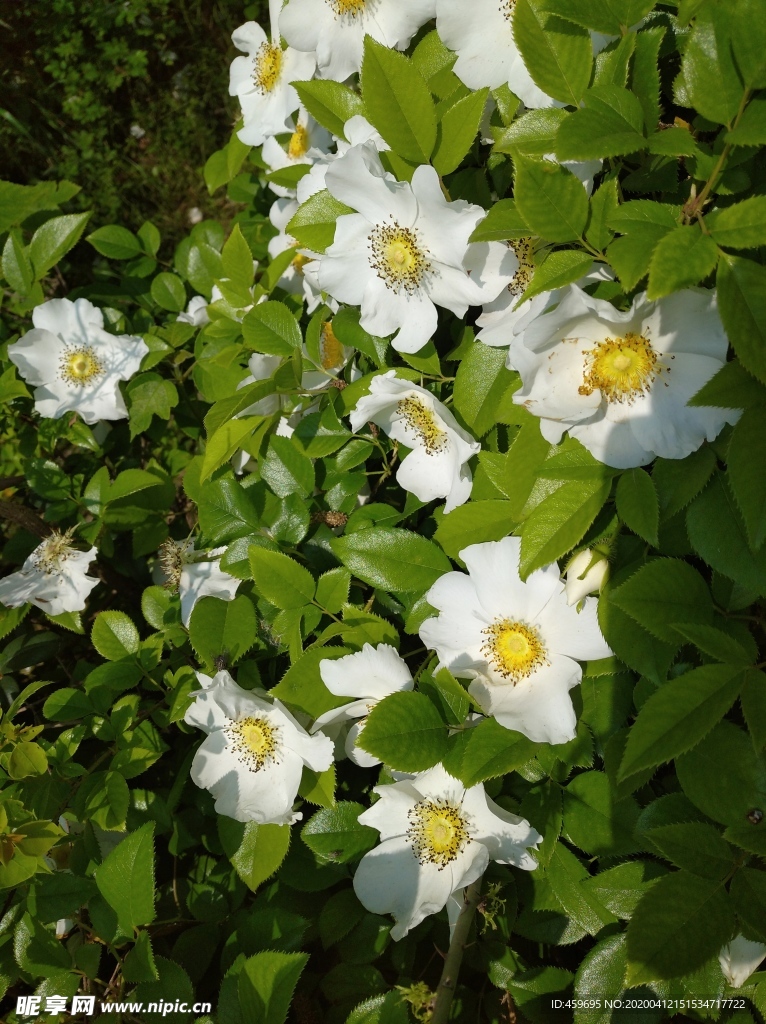 白色野蔷薇