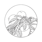 蟠桃