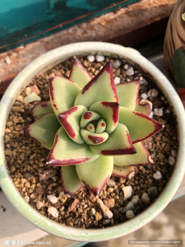 多肉植物