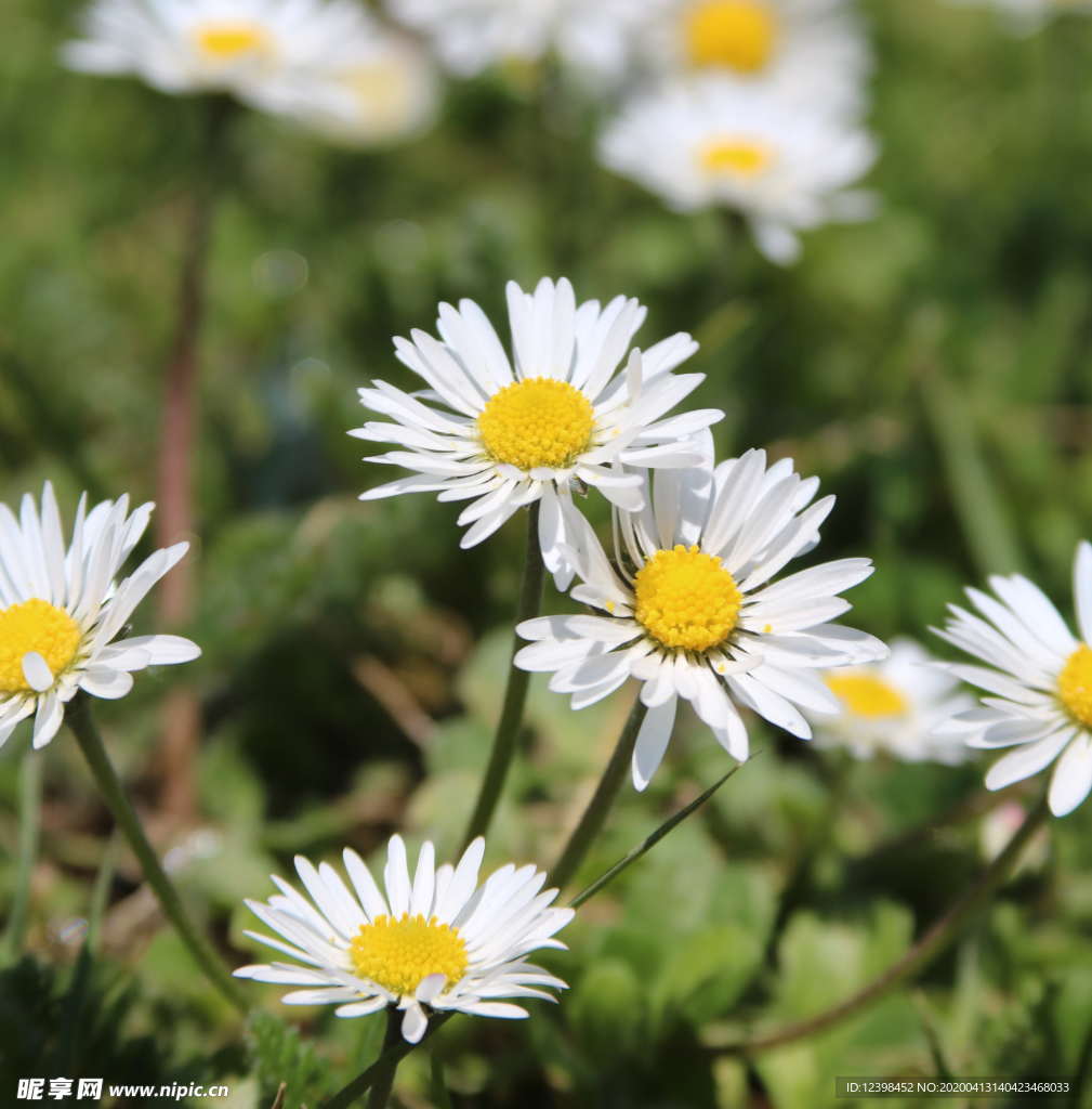 美丽的雏菊鲜花