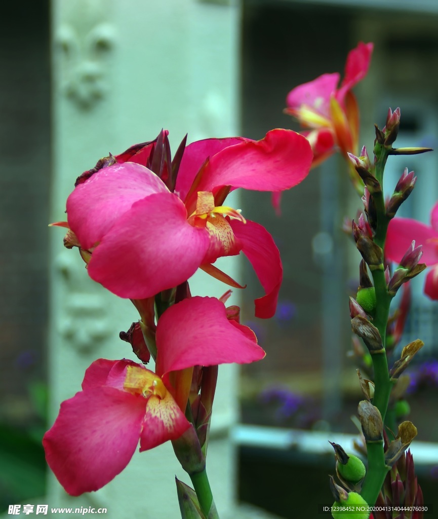 美人蕉鲜花