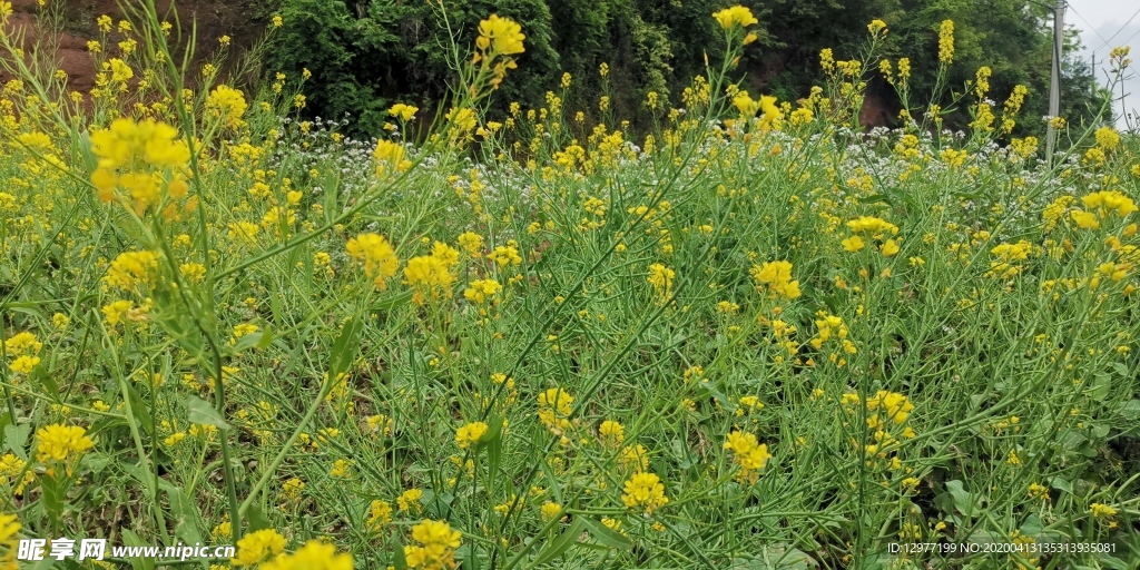 油菜花