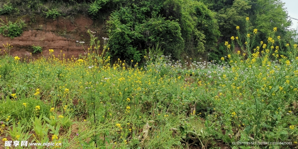 油菜花