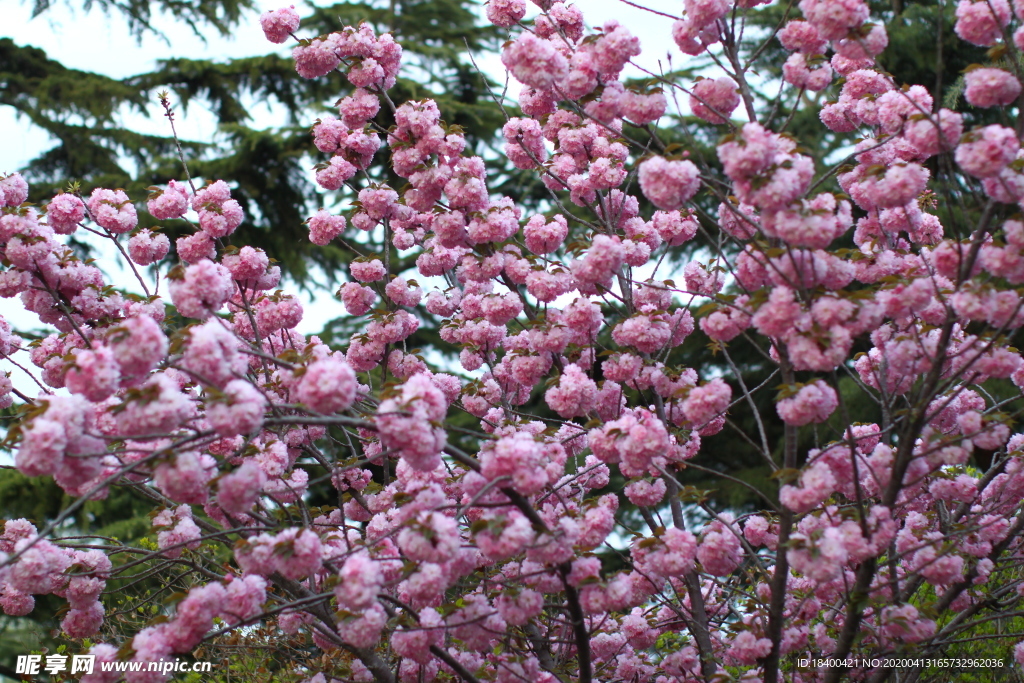 樱花 树枝 樱花树 遍地开花