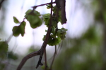 树枝 树叶 春天 玉渊潭 植物