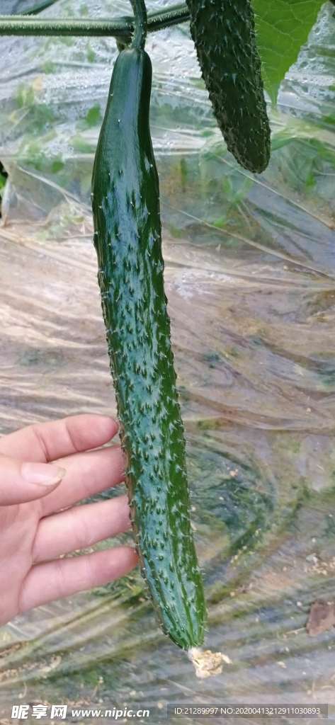 黄瓜