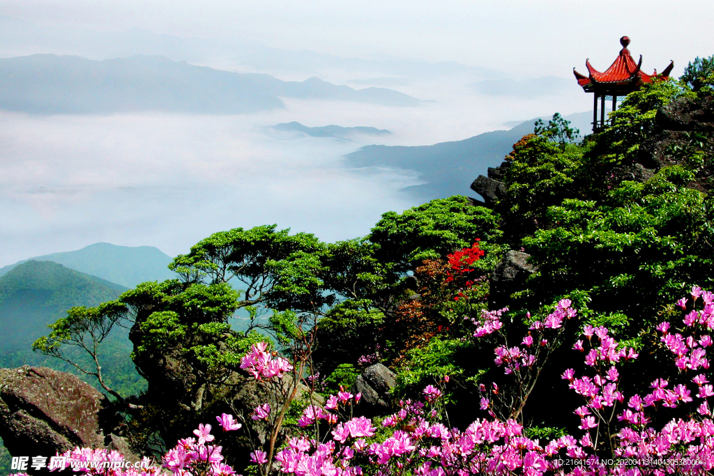 山顶美丽杜鹃花和亭子