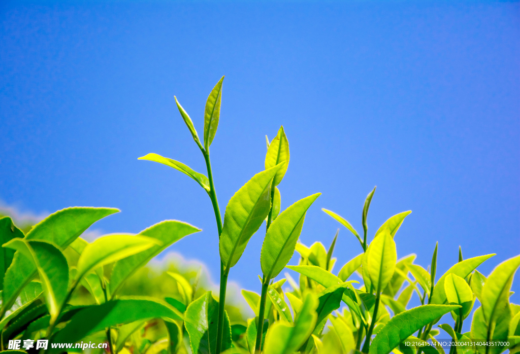 蓝天下的植物幼苗高清