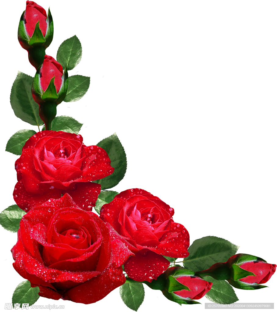 玫瑰花
