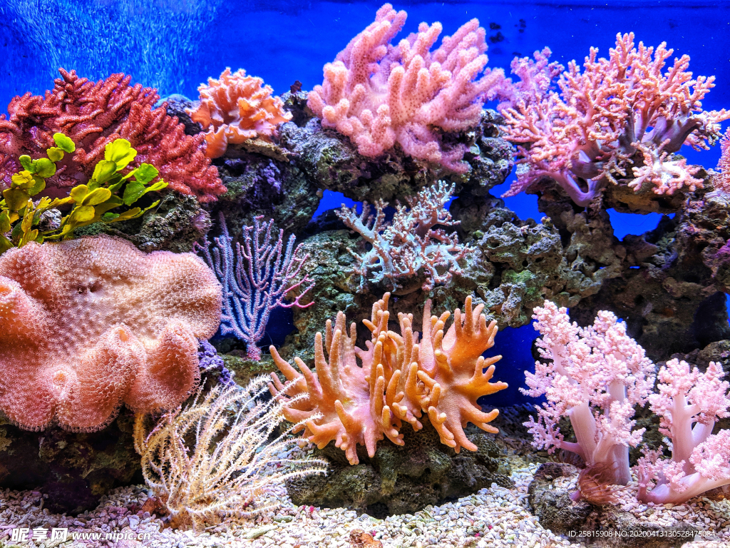 珊瑚珊瑚礁海底图片摄影图__生活素材_生活百科_摄影图库_昵图网nipic.com