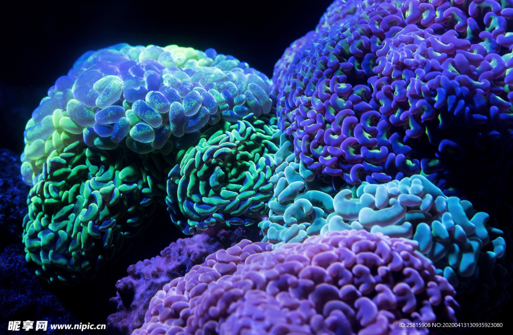 珊瑚珊瑚礁海底图片