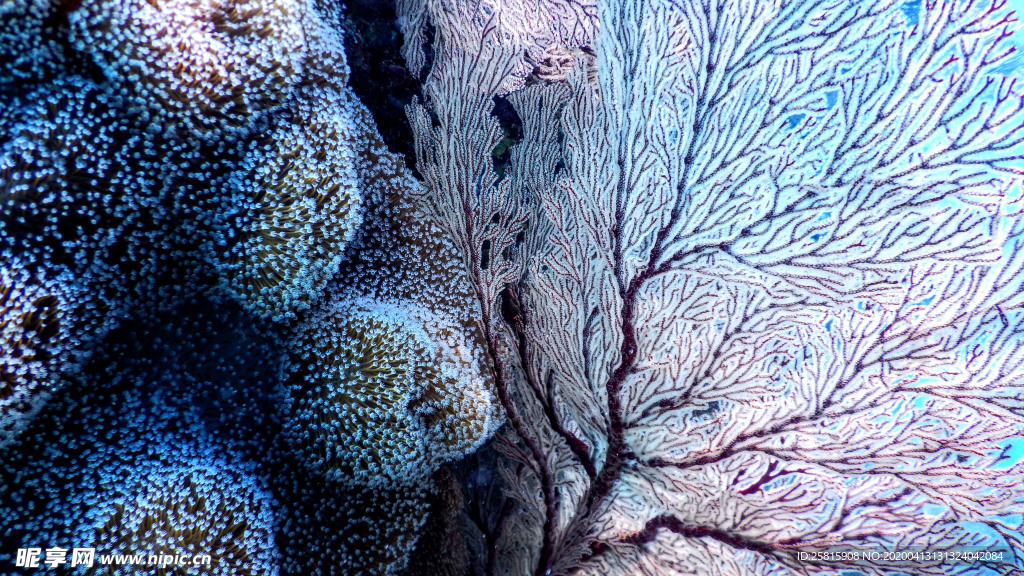 珊瑚珊瑚礁海底图片