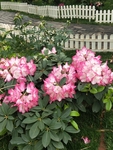 粉白色杜鹃花