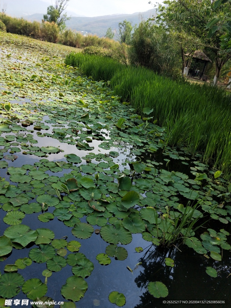 莲池