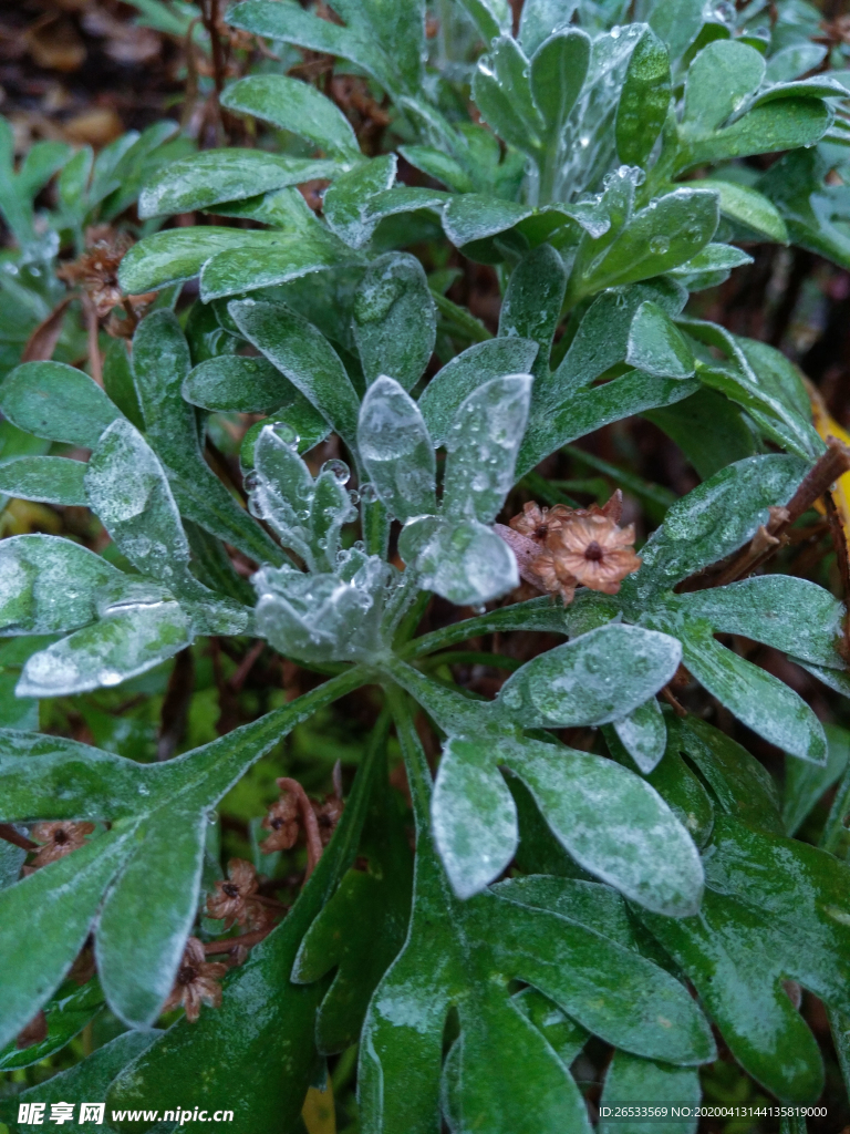 芙蓉菊 绿叶 小草 护眼壁纸