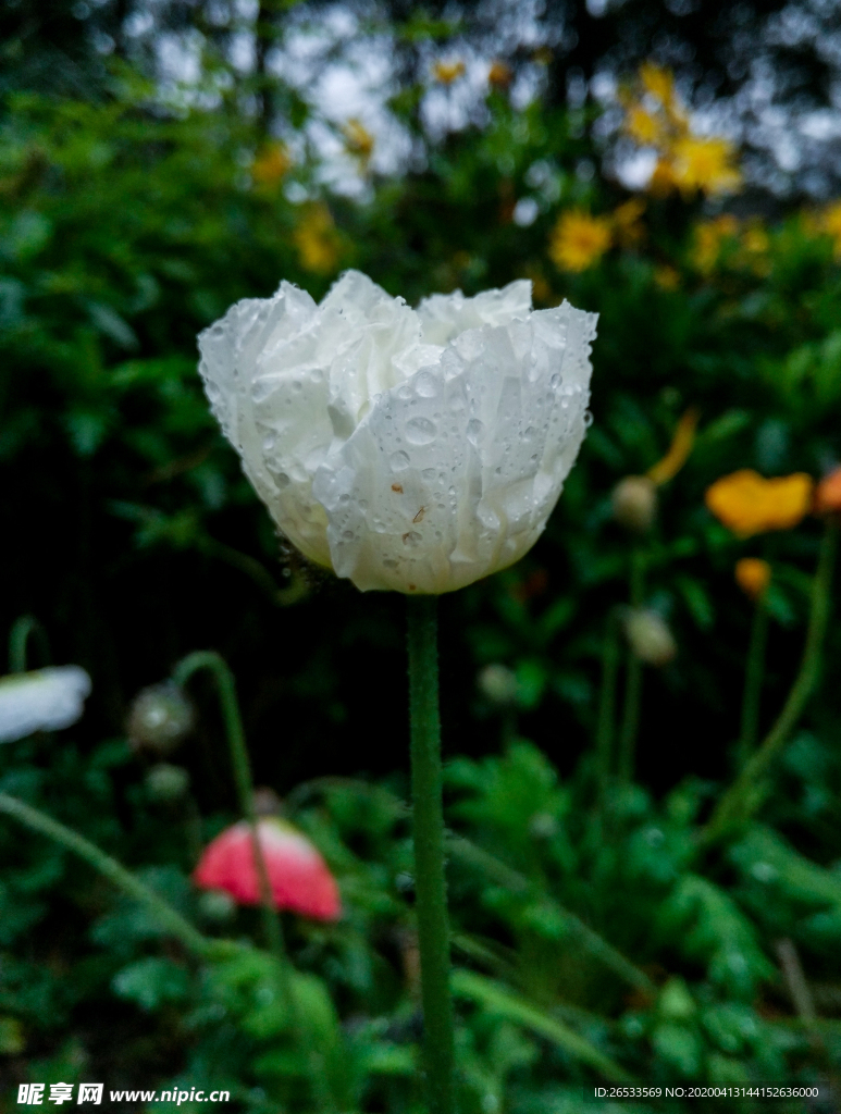 白花虞美人 盛开 鲜艳 花朵