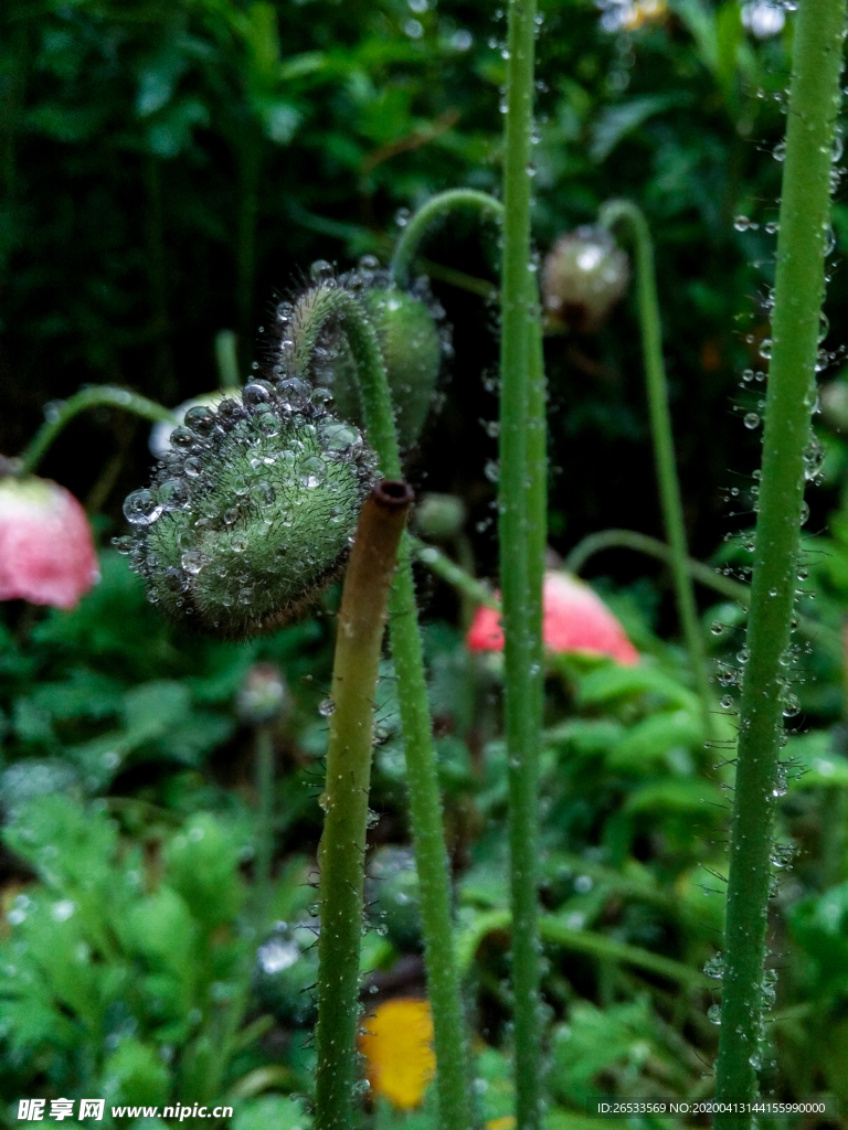 花苞 雨水 露水 水珠 绿色