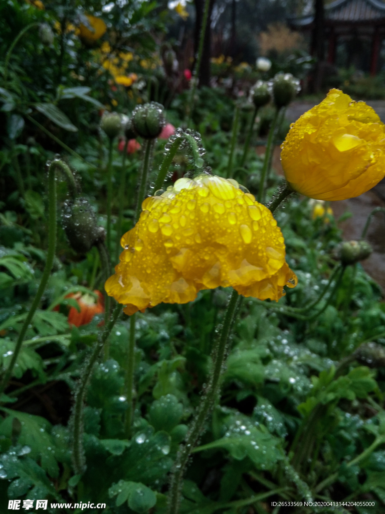 黄色虞美人 盛开 鲜艳  花朵