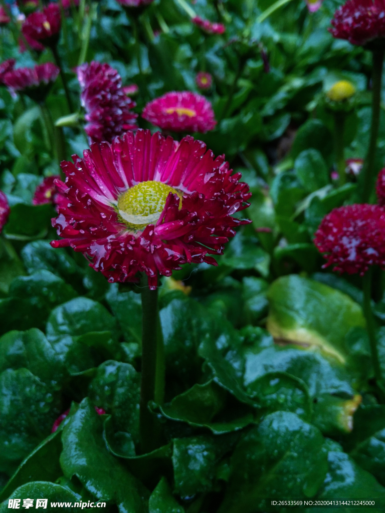 雏菊 太阳菊 春菊 马头兰花