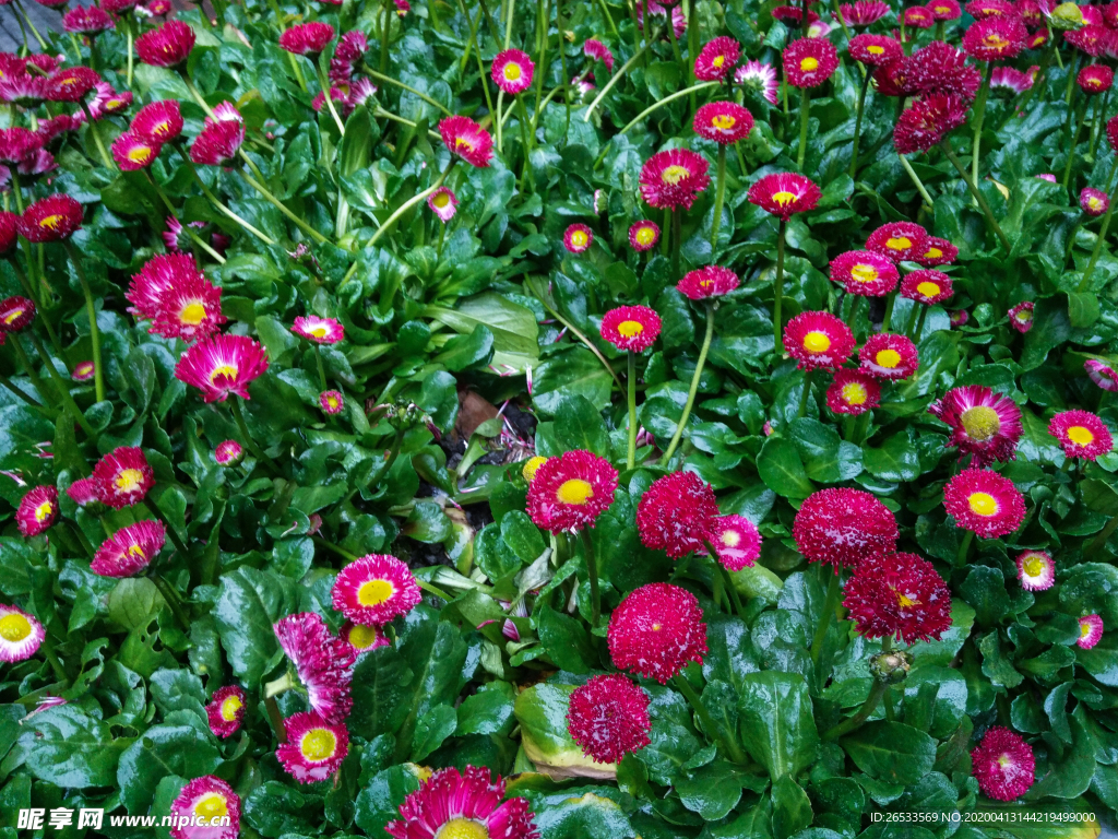 雏菊 太阳菊 春菊 马头兰花