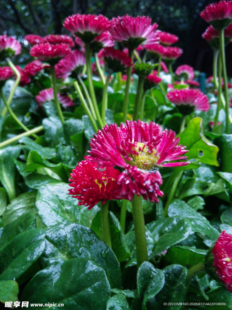 雏菊 太阳菊 春菊 马头兰花