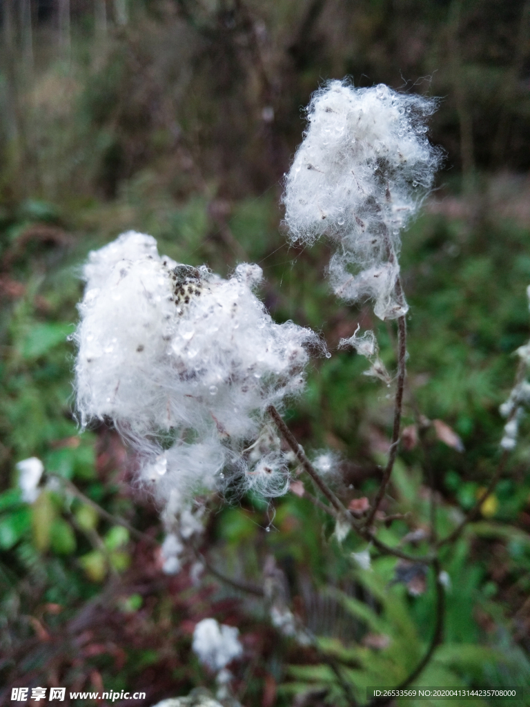 野花 特写 花草 棉花 被色