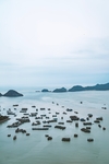 大海
