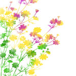 韭菜花