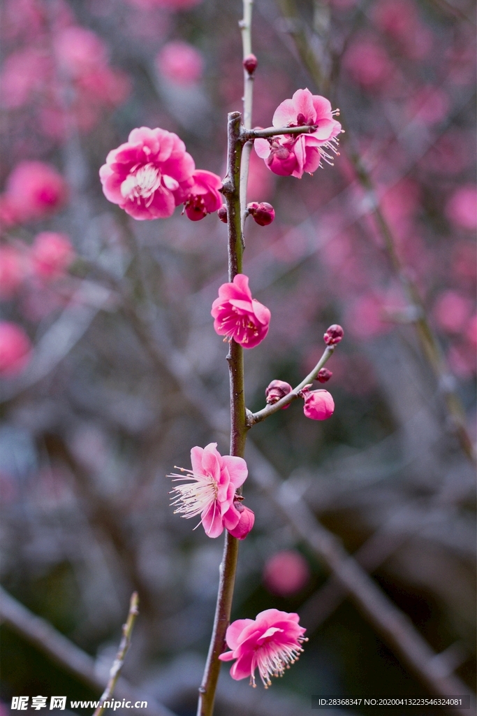 桃花