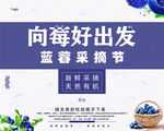 蓝莓采摘海报