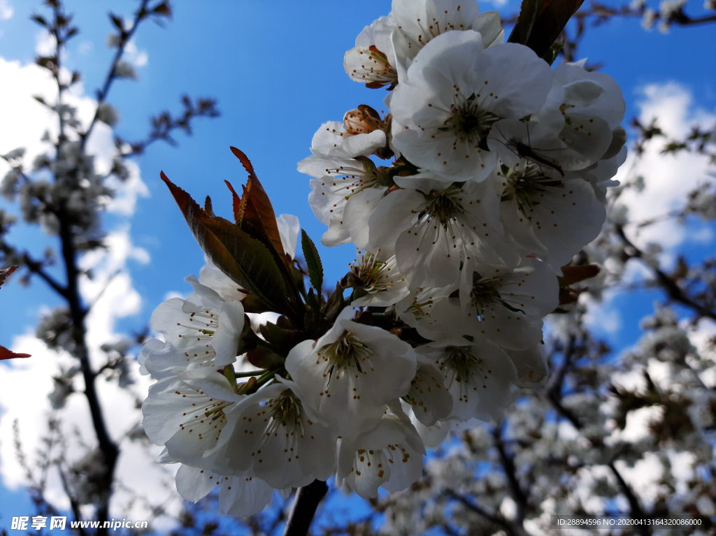 鲜花