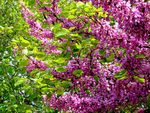 粉色鲜花