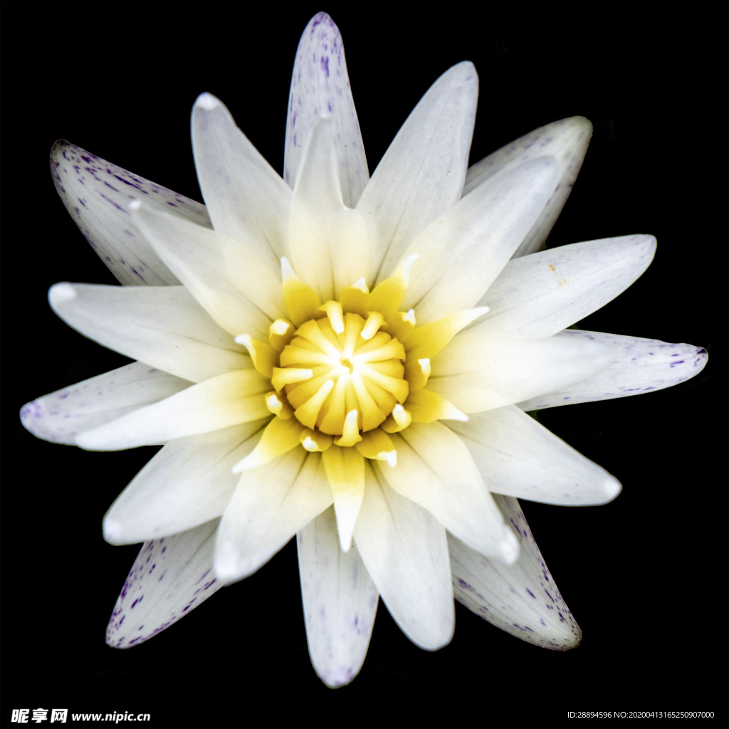 莲花
