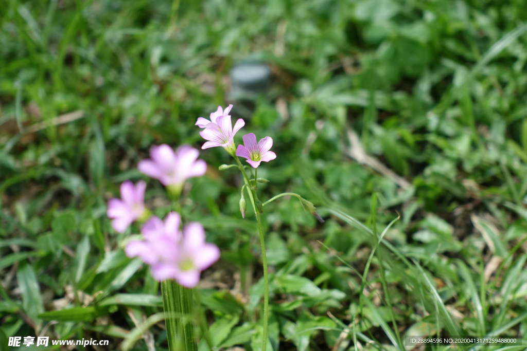 花