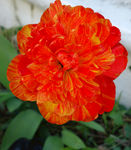 鲜花