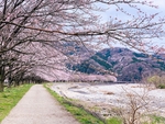 樱花道