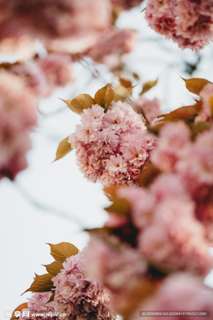 樱花