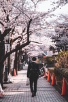 樱花道
