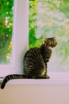 狸花猫