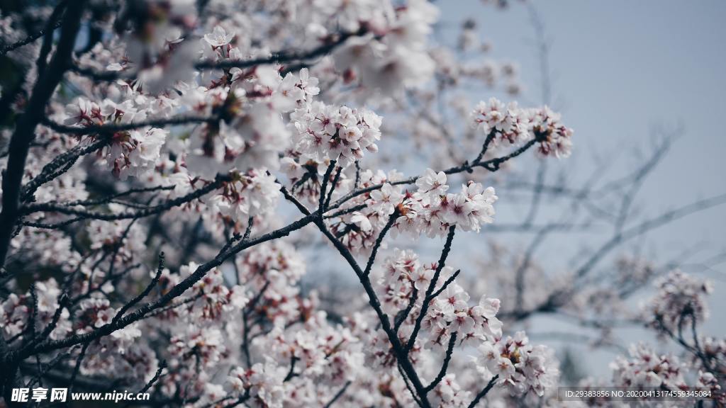 樱花