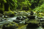 小溪 岩石 青苔 苔藓 森林