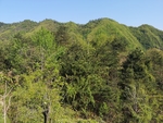 树林