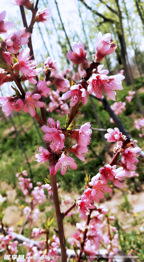 桃花